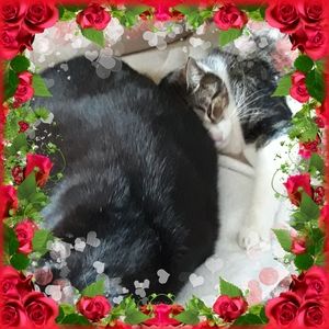 Meet your Posher, Barbara